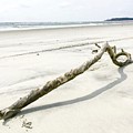 Driftwood
