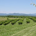 Vineyard