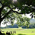 Vineyard in Georgia